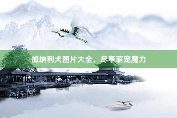 加纳利犬图片大全，尽享萌宠魔力